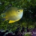 damsel_golden_ust_h_0092_pal0404.jpg